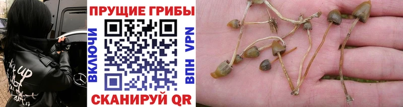 где продают наркотики Воронеж Галлюциногенные грибы GOLDEN TEACHER